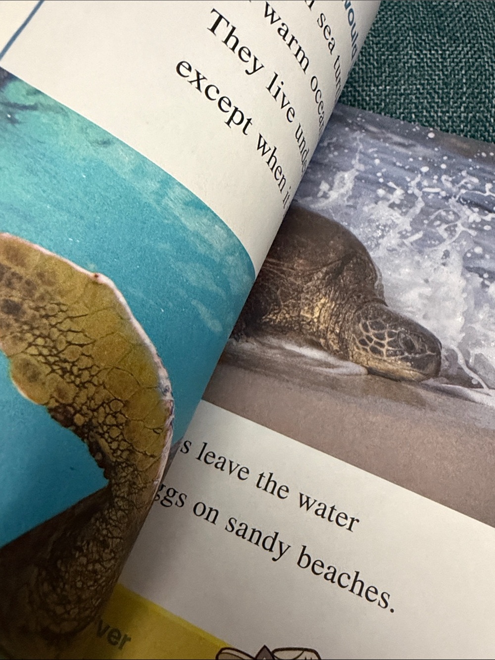 I Can Read! Ranger Rick "I Wish I Was a Sea Turtle" Picture Book - Blue - Picture 4 of 4